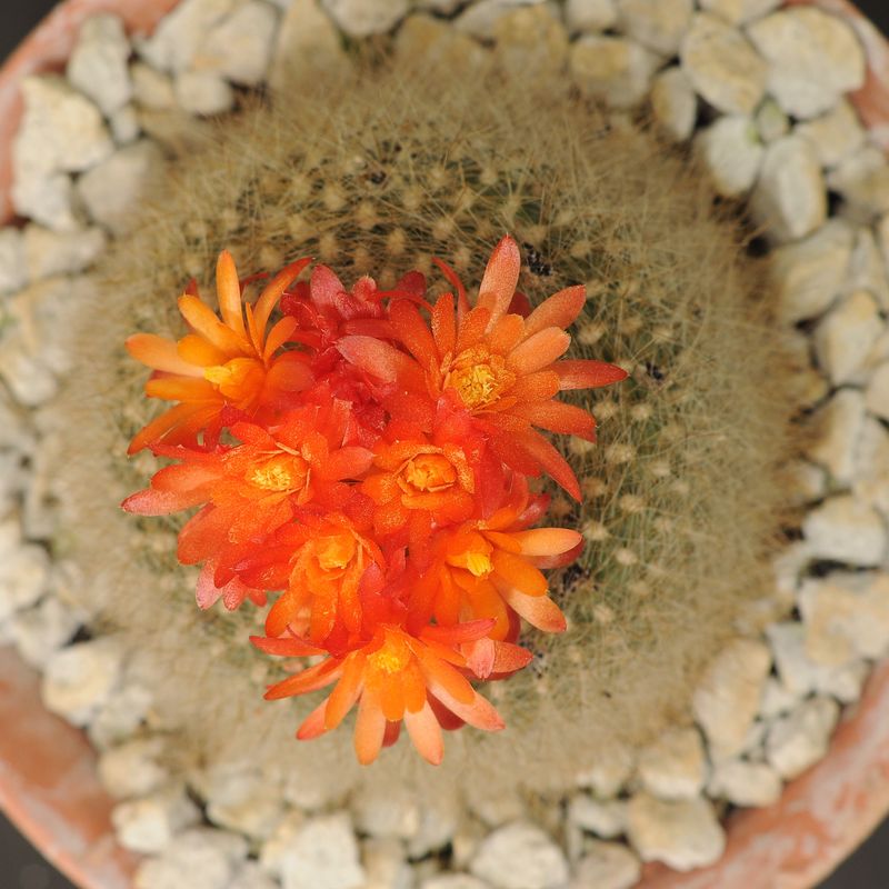 Notocactus haselbergii in bloom with bright red-orange flowers