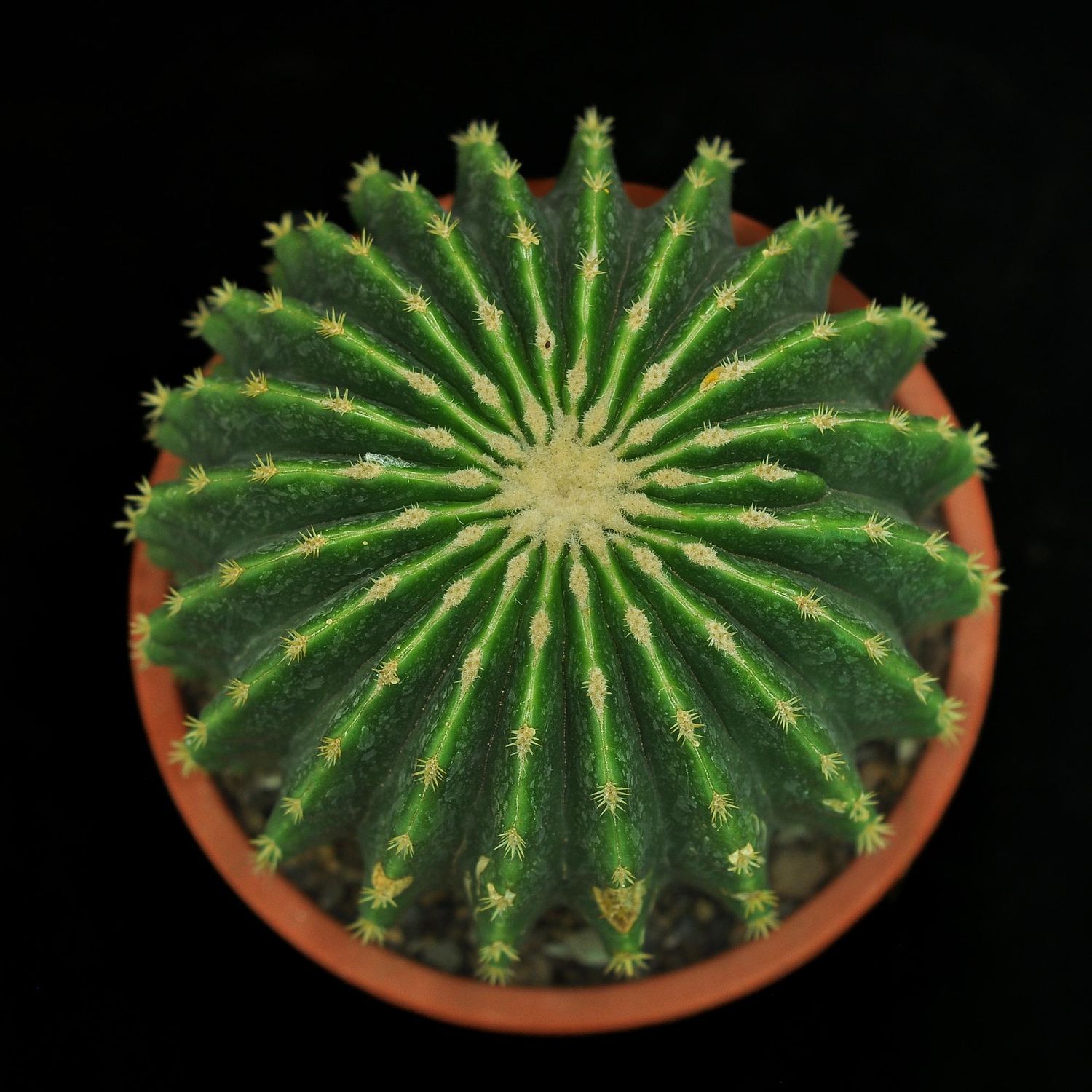 Echinocactus grusonii var. inermis