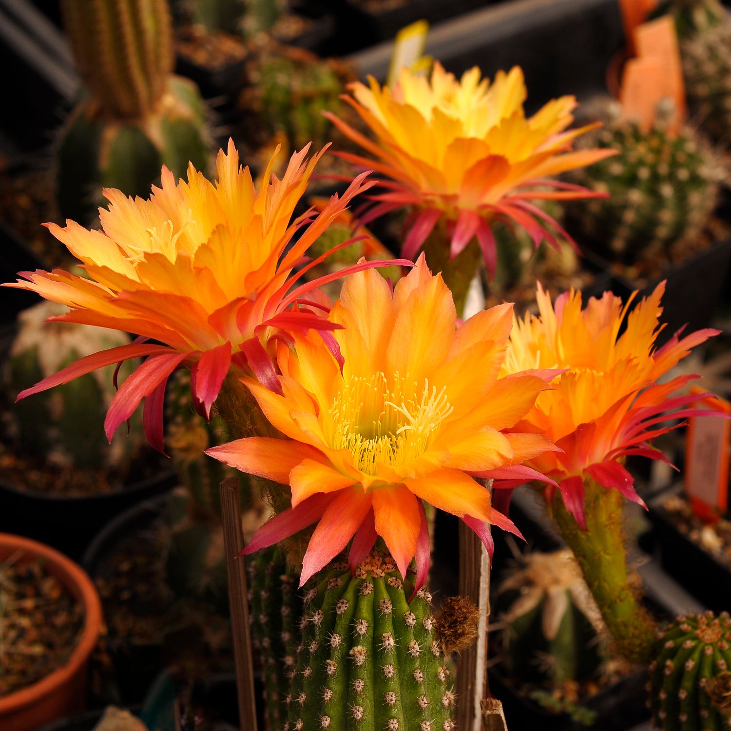 Trichocerous hybrid SUPER APRICOT-FLOWER