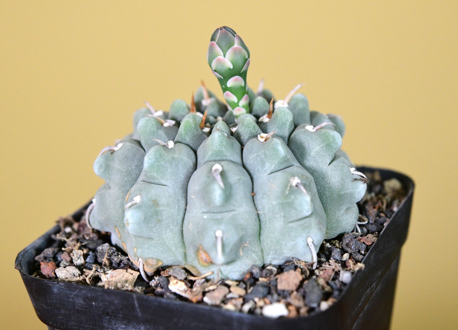 Gymnocalycium vatteri Single Spine  front view