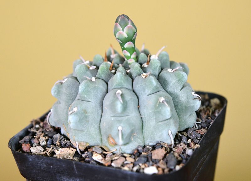 Gymnocalycium vatteri Single Spine 