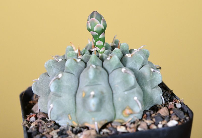 Gymnocalycium vatteri Single Spine 