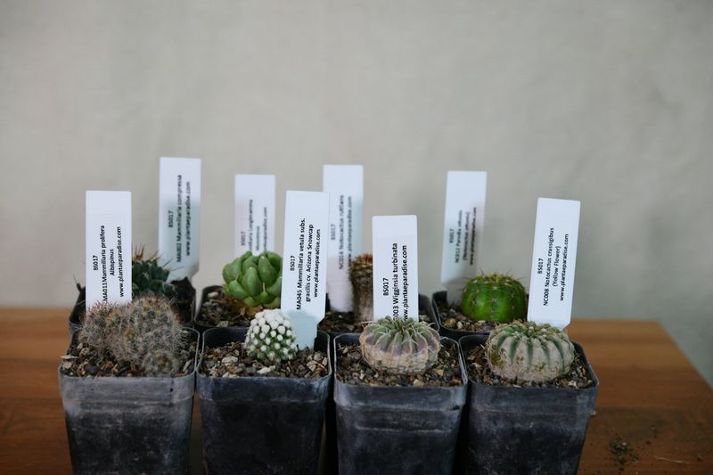 The Pincushion &amp; Ball Cactus Eight — A Mexico-to-Uruguay Collector's Set front view with labeled plant markers
