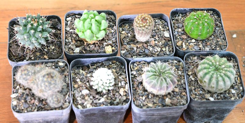 The Pincushion &amp; Ball Cactus Eight — A Mexico-to-Uruguay Collector's Set arranged in two rows without labels