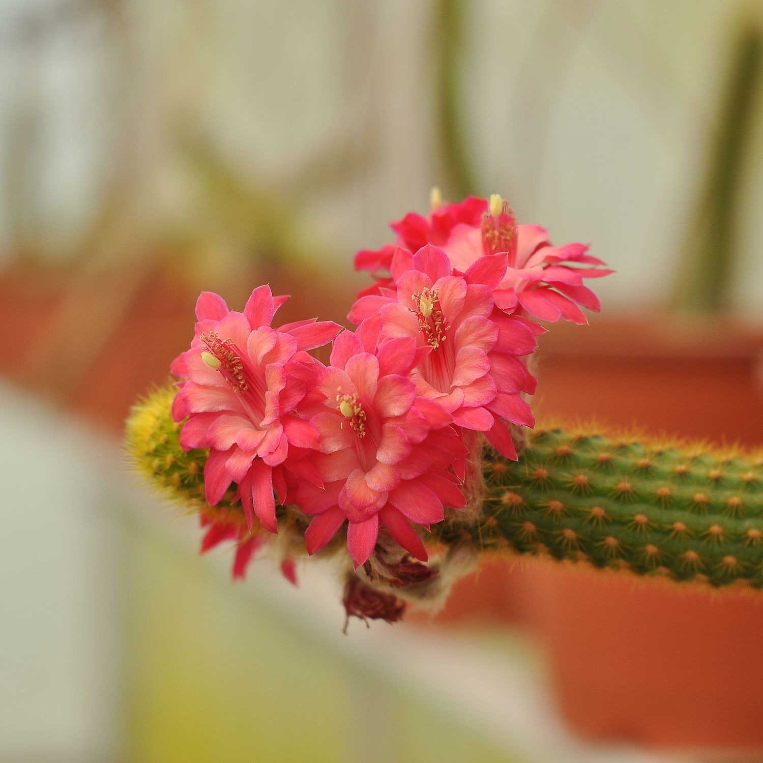 Rat-Tail Rhapsody – Hildewintera Hybrid Collection of 6 with bright pink clustered blooms