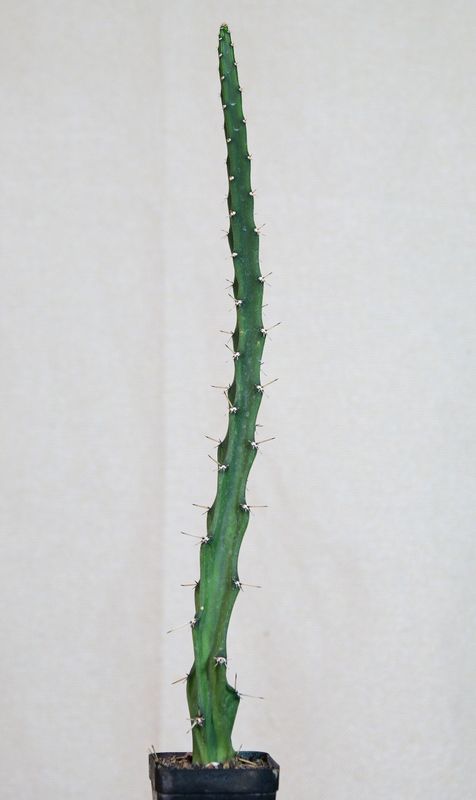 Selenicereus grandiflorus