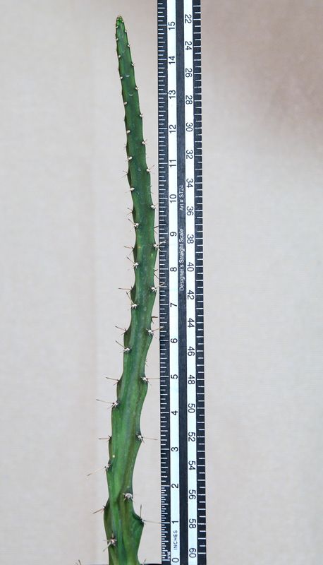 Selenicereus grandiflorus