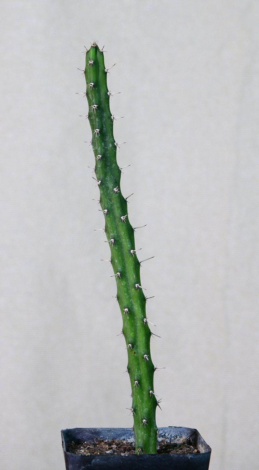 Selenicereus grandiflorus Selenicereus grandiflorus