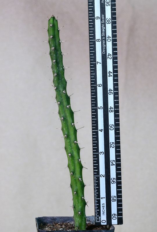 Selenicereus grandiflorus