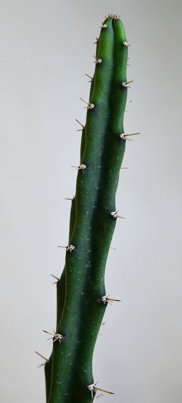 Selenicereus grandiflorus close-up of stem and spines