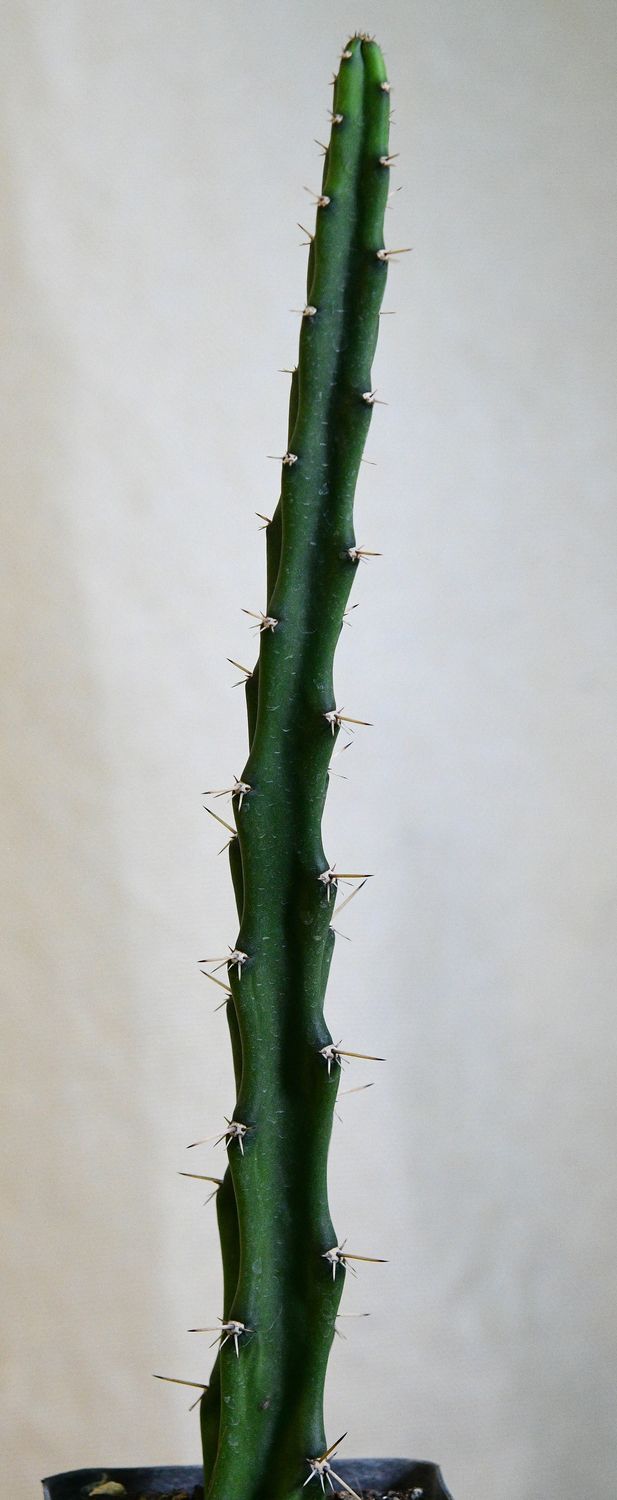 Selenicereus grandiflorus Selenicereus grandiflorus full plant view