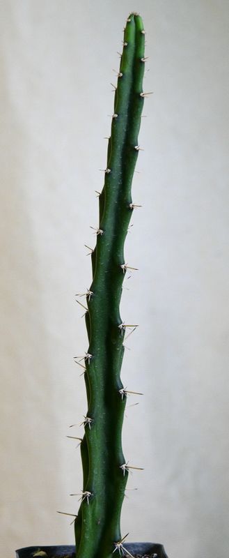 Selenicereus grandiflorus Selenicereus grandiflorus full plant view