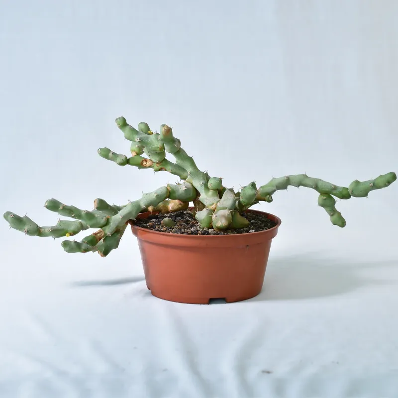 Euphorbia  clivicola . Rooted