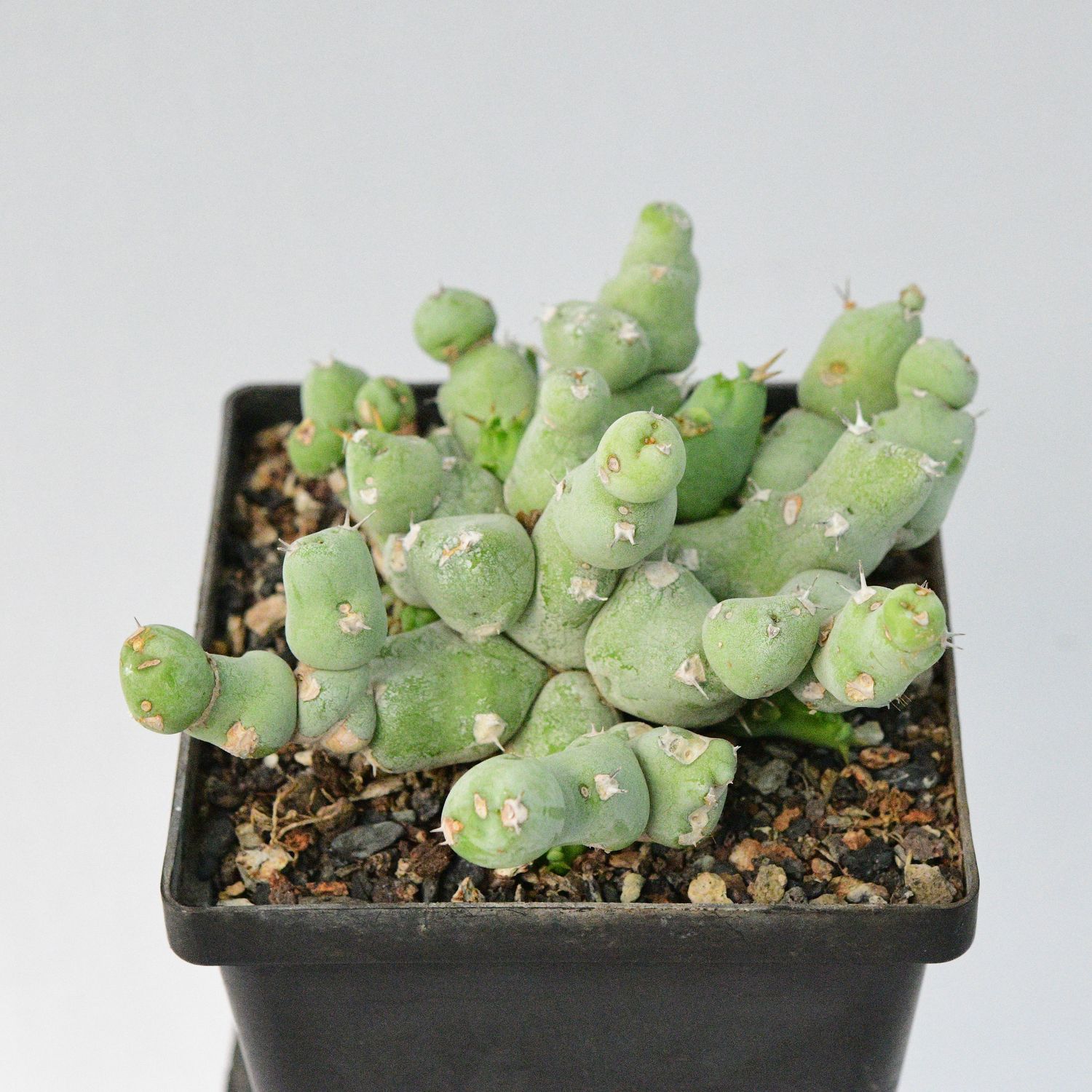 Euphorbia  clivicola  Rooted
