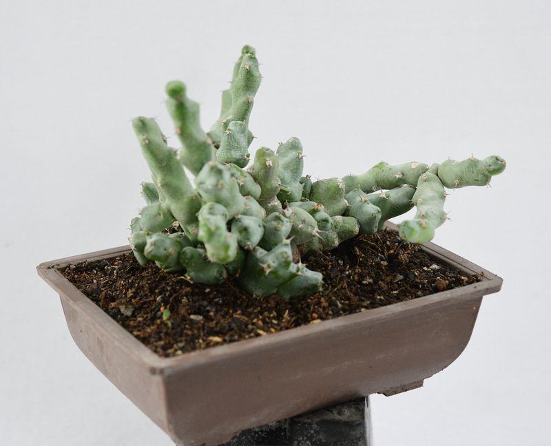 Euphorbia clivicola Rooted