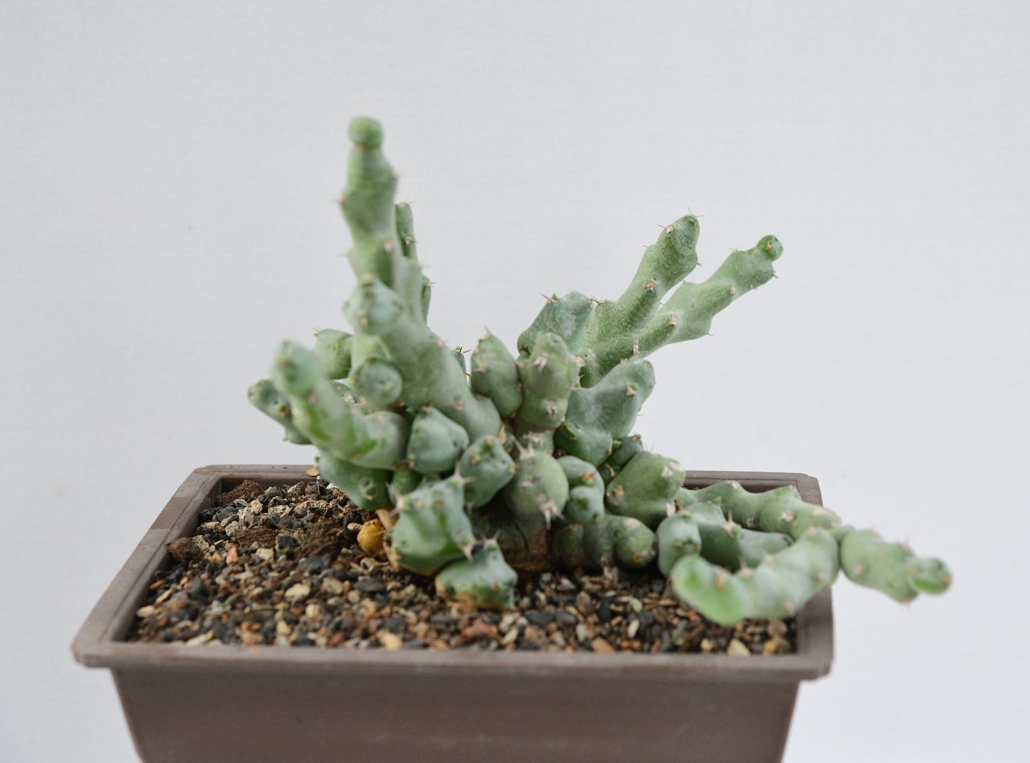 Euphorbia clivicola Rooted Euphorbia clivicola Rooted