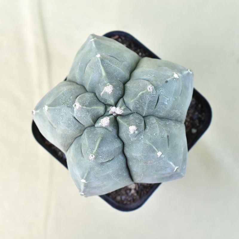 Astrophytum myriostigma NUDUM  cv KIKKO