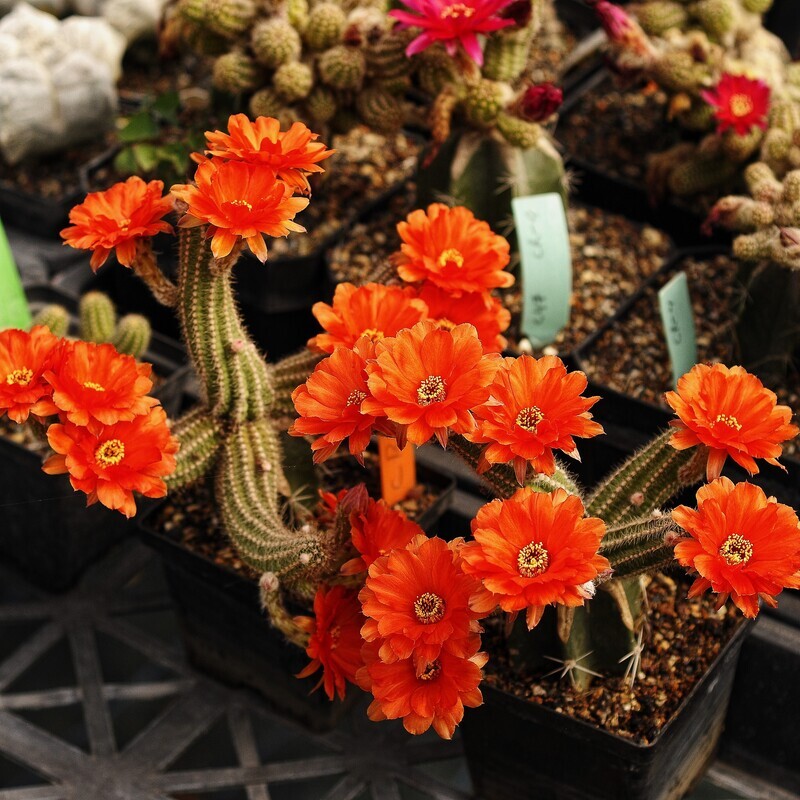 Chamaecereus hybrid Opus Red (Peanut Cactus)