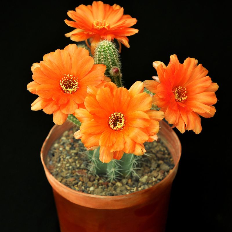 Chamaecereus hybrid Opus Red (Peanut Cactus)