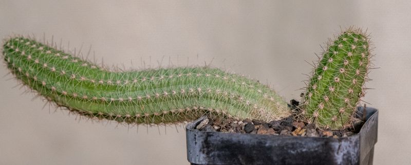 Chamaecereus hybrid Opus Red (Peanut Cactus)