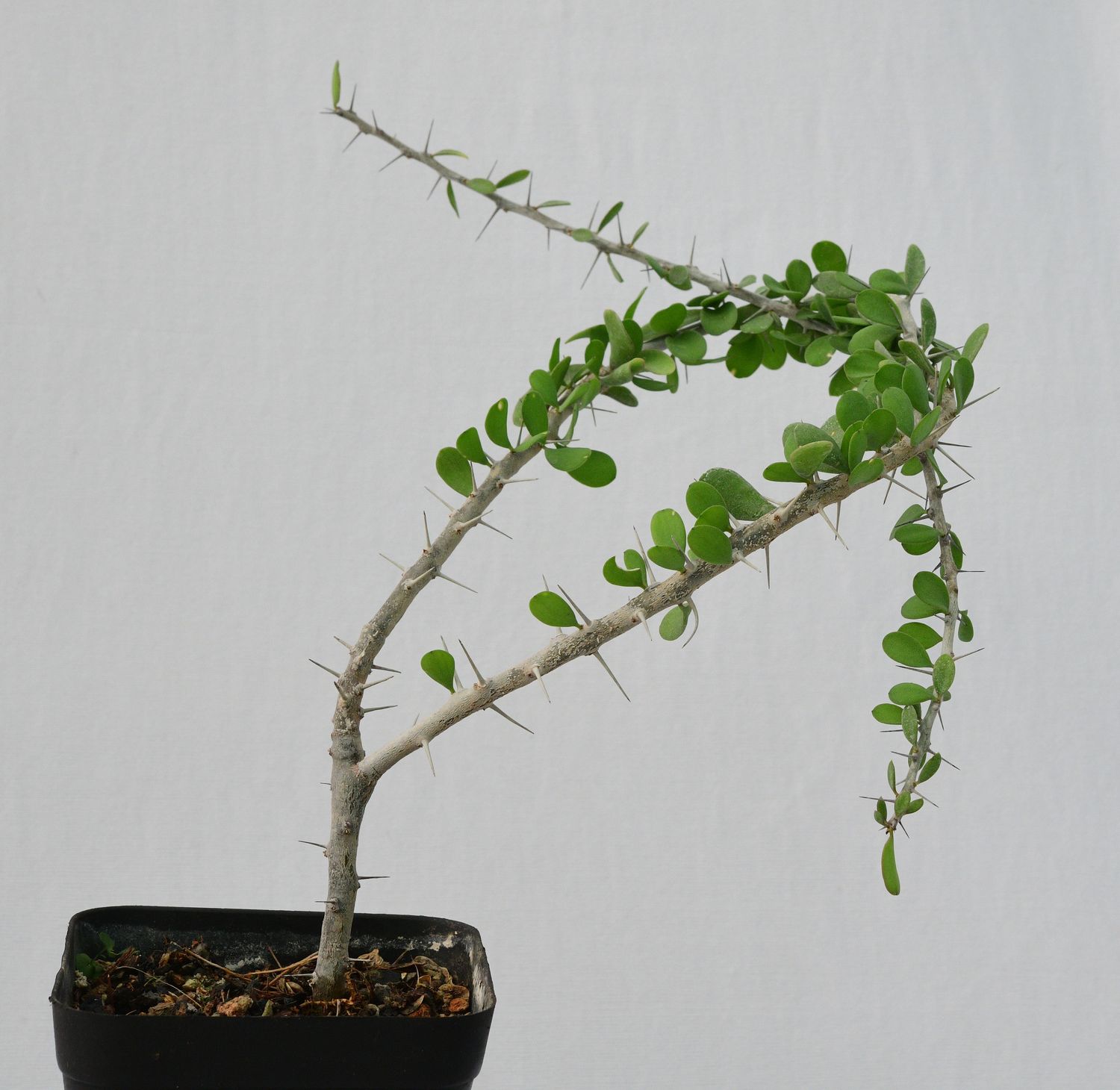 Allauldia humbertii