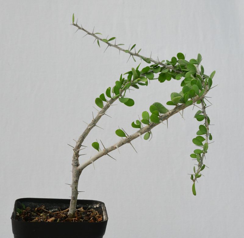 Allauldia humbertii Allauldia humbertii
