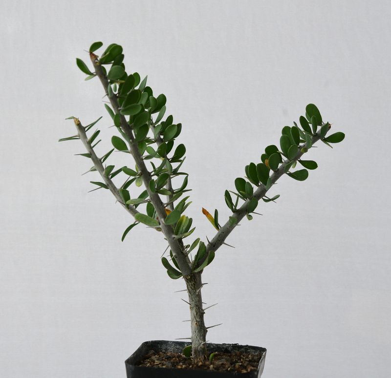 Allauldia humbertii Allauldia humbertii front view