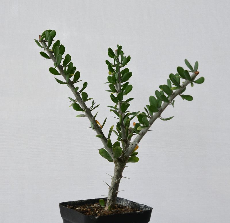 Allauldia humbertii front view, different angle