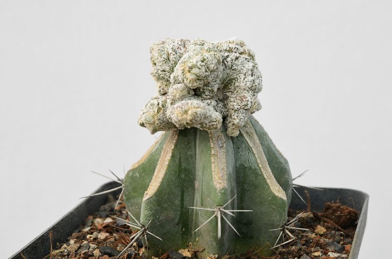 Astrophytum myriostigma Onzuka Crest