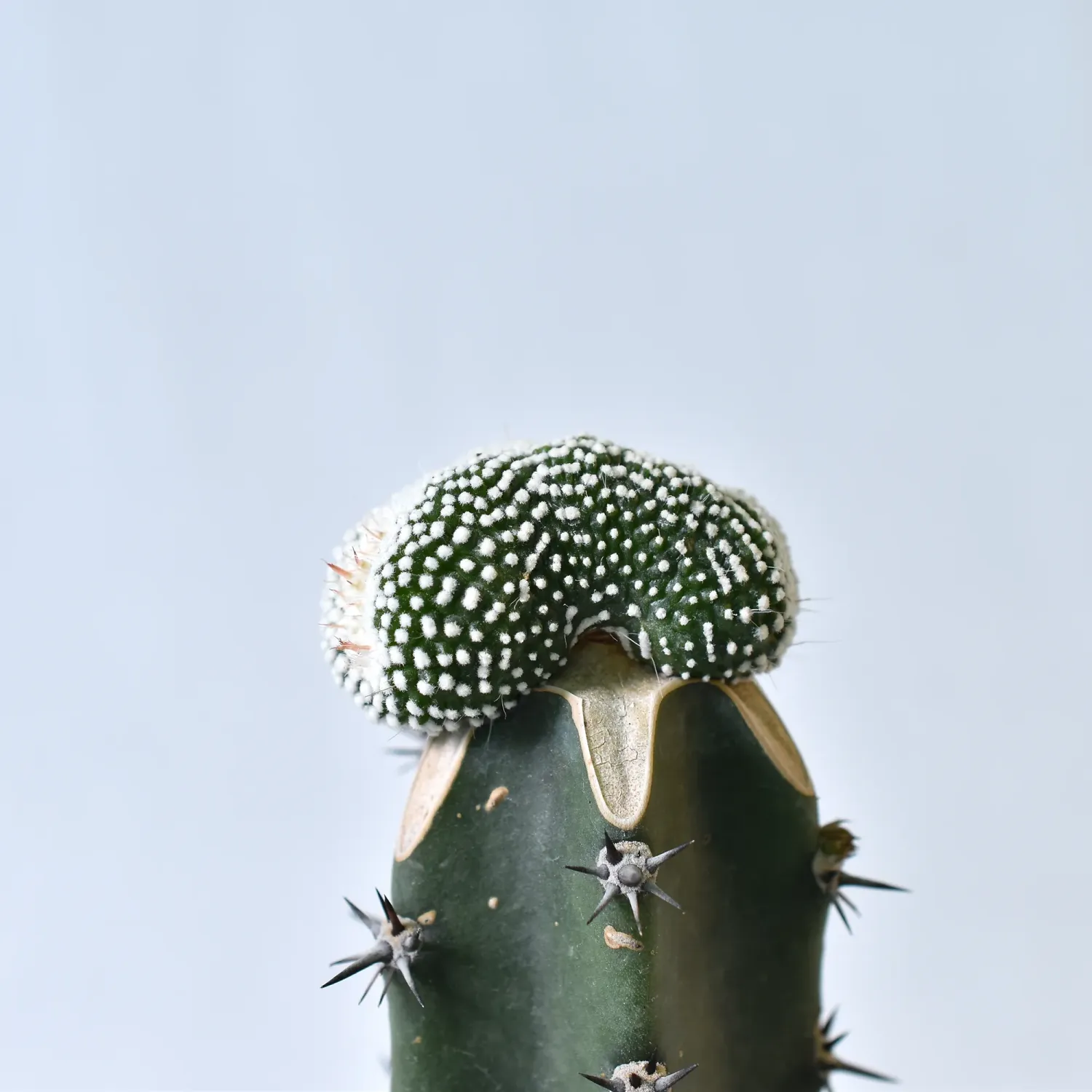 Notocactus  scopa 'Monstrosus' f. crest (Grafted)