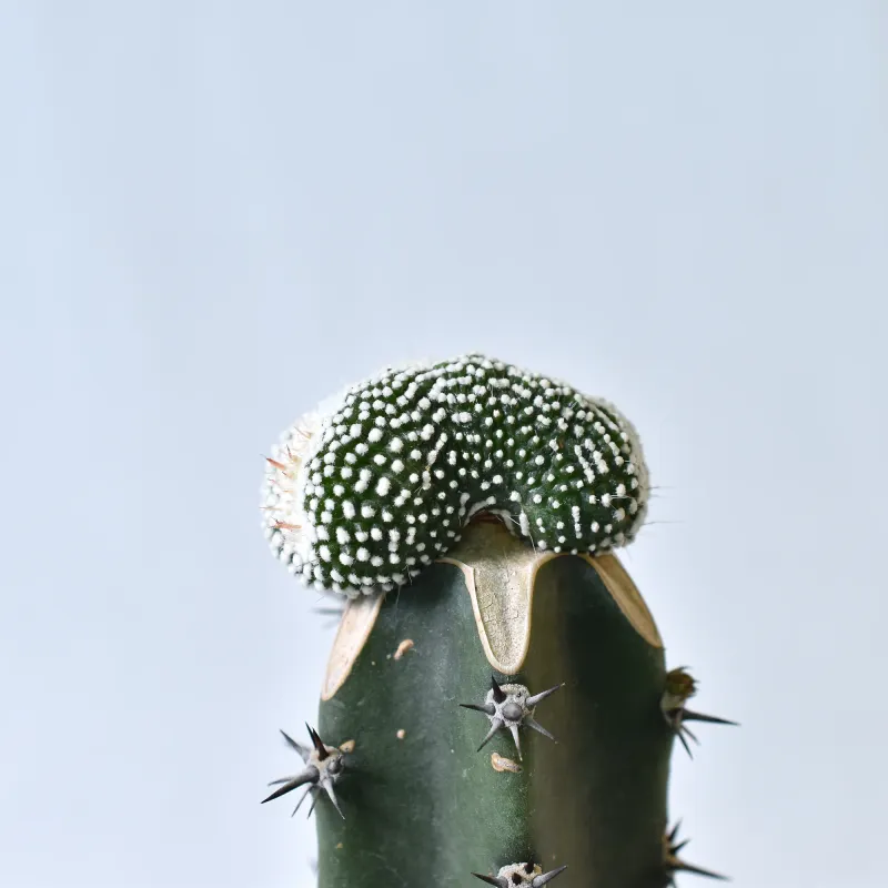Notocactus  scopa 'Monstrosus' f. crest (Grafted)