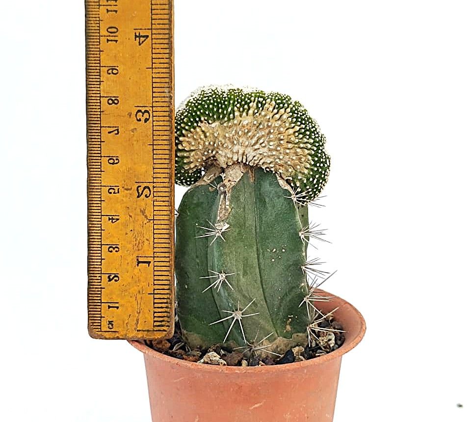 Notocactus  scopa 'Monstrosus' f. crest (Grafted)