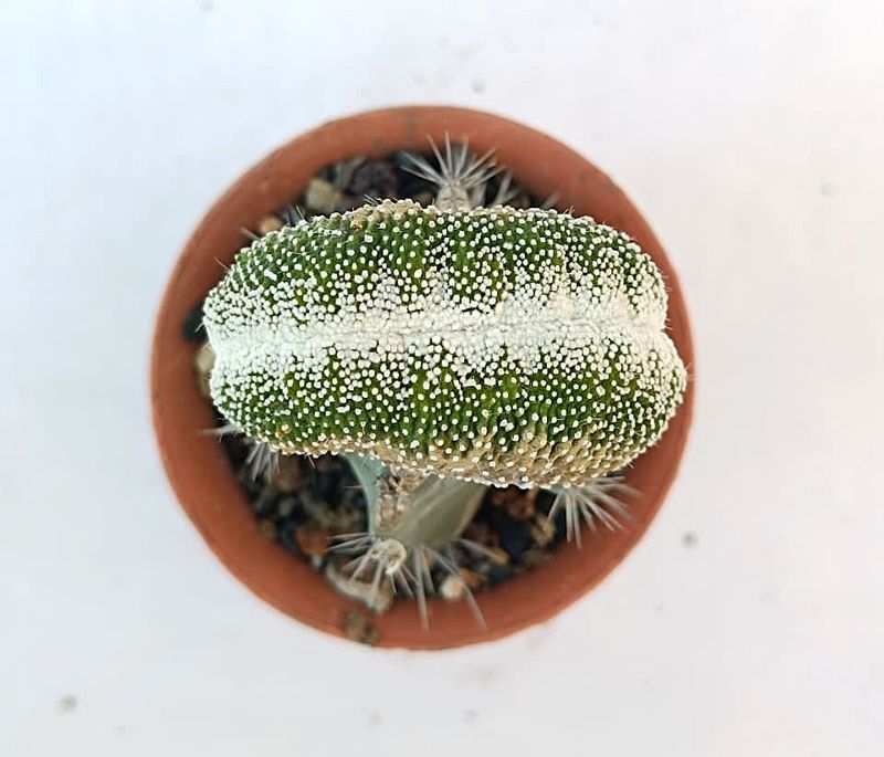 Notocactus scopa 'Monstrosus' f. crest (Grafted)