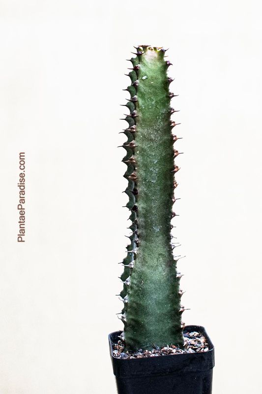 Euphorbia canariensis compact growth habit