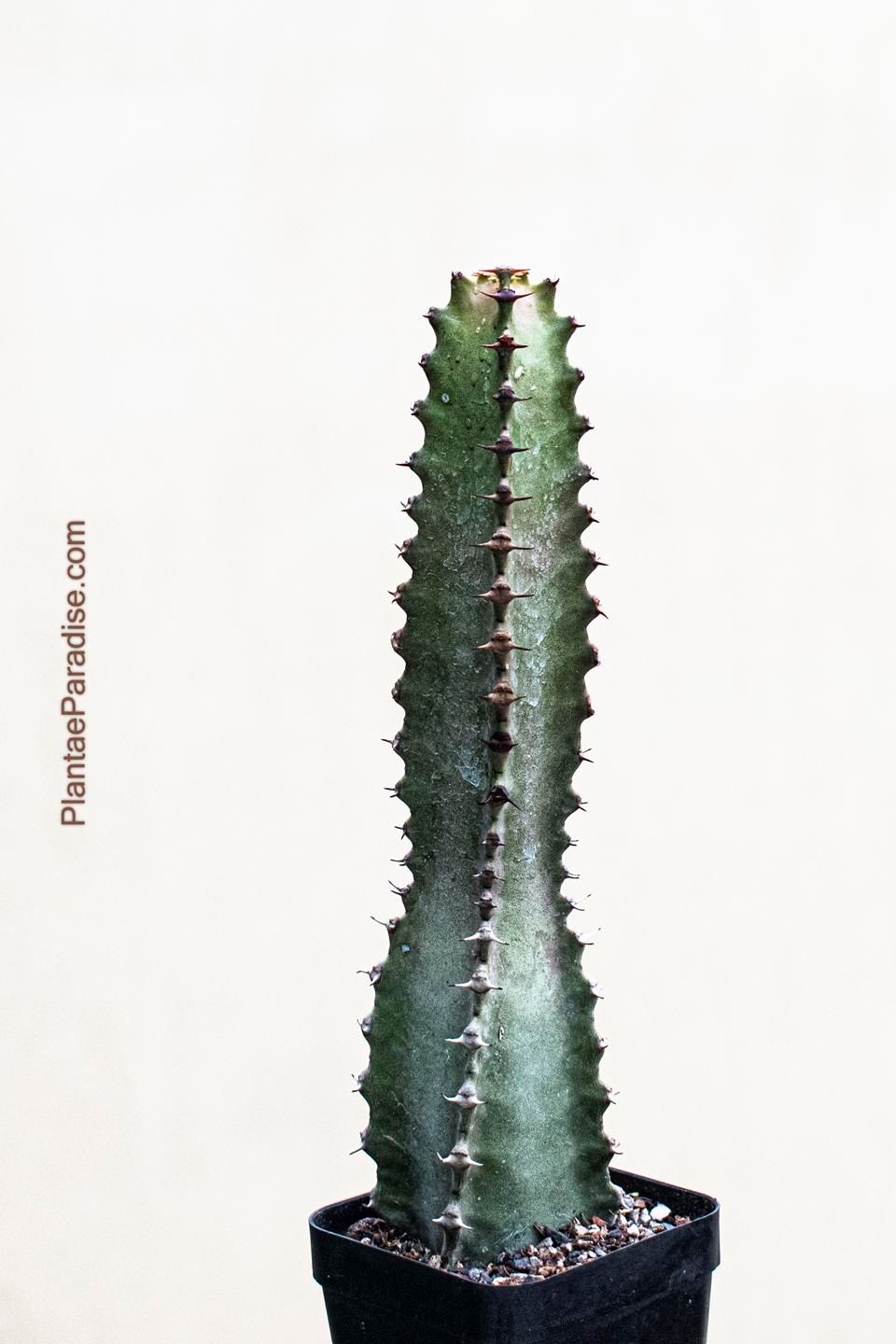 Euphorbia canariensis tall columnar form