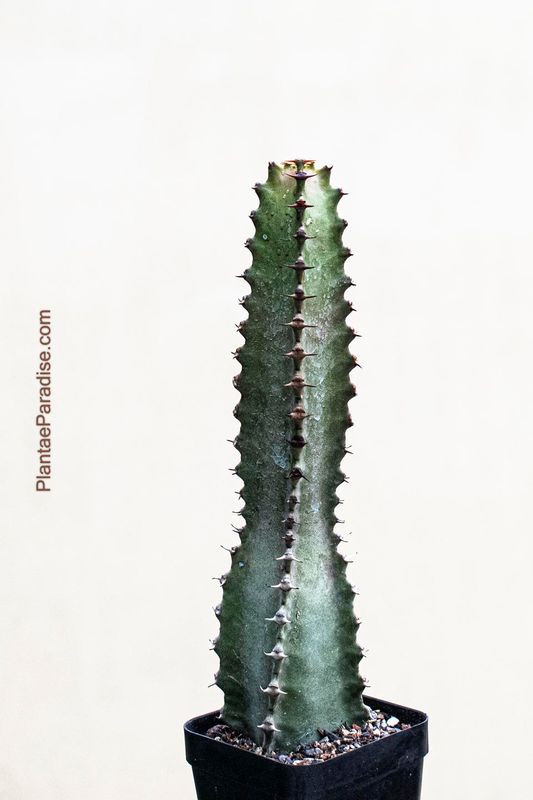 Euphorbia canariensis tall columnar form