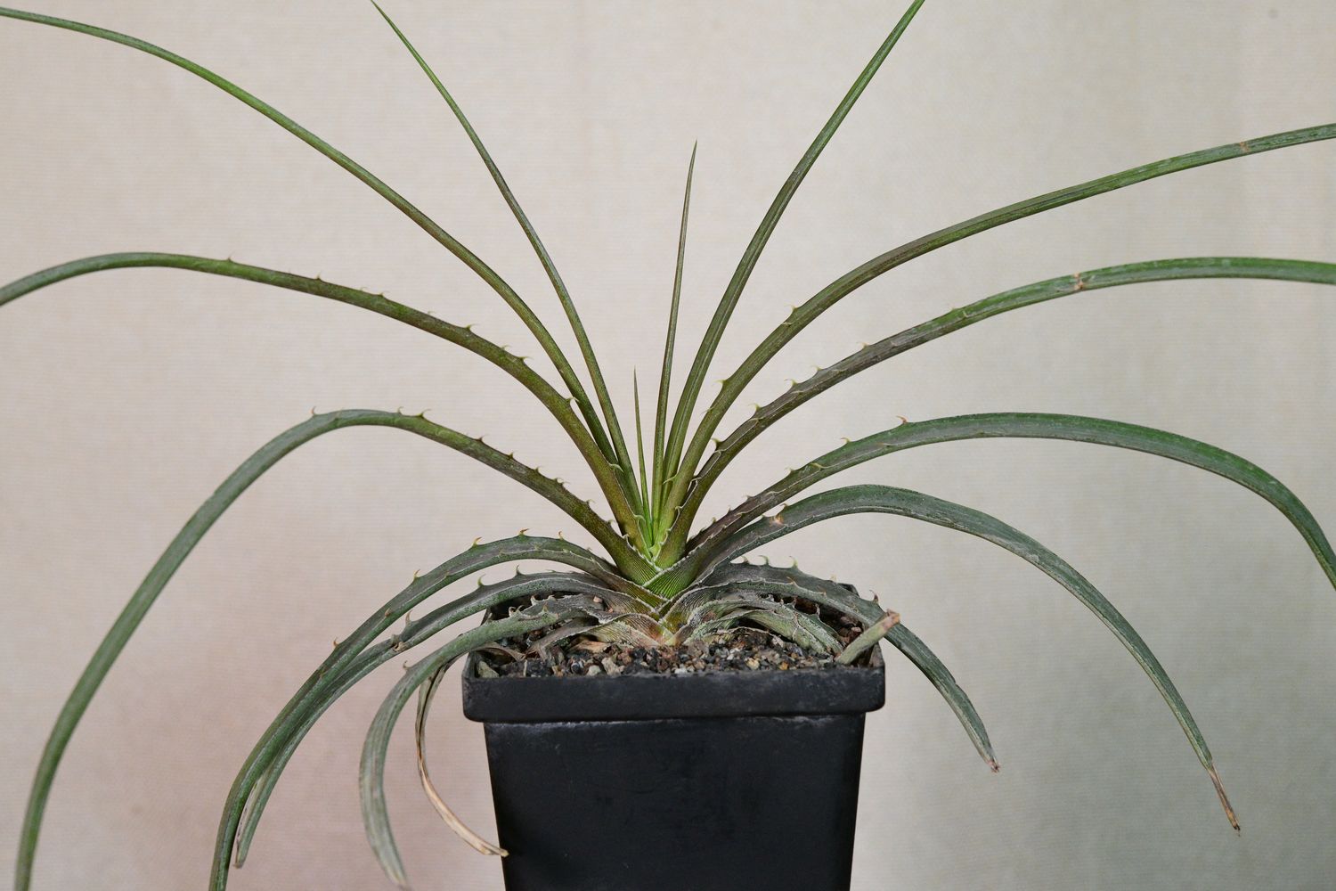 Dyckia estevesii in black pot front view