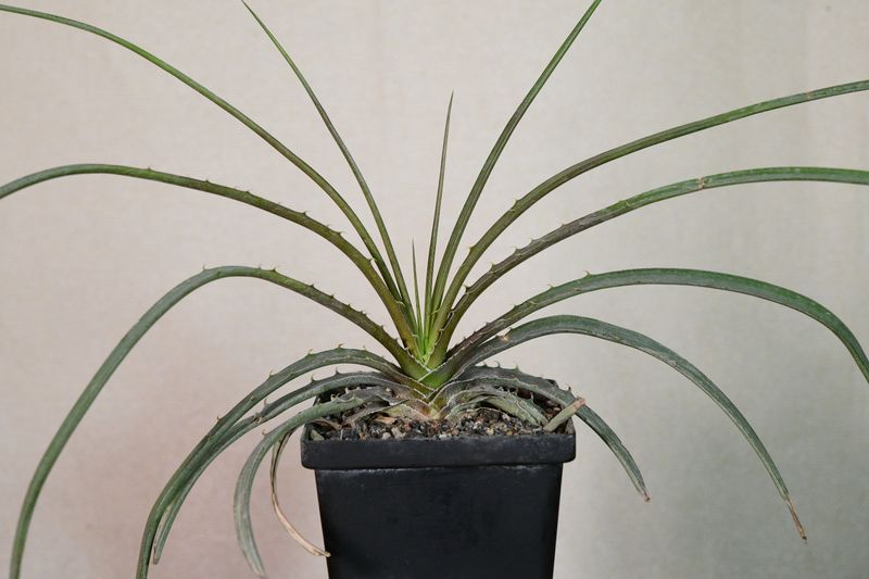 Dyckia estevesii Dyckia estevesii in black pot front view