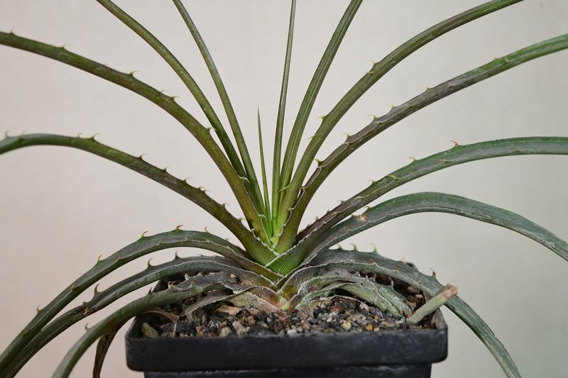 Dyckia estevesii in black tray close-up of base