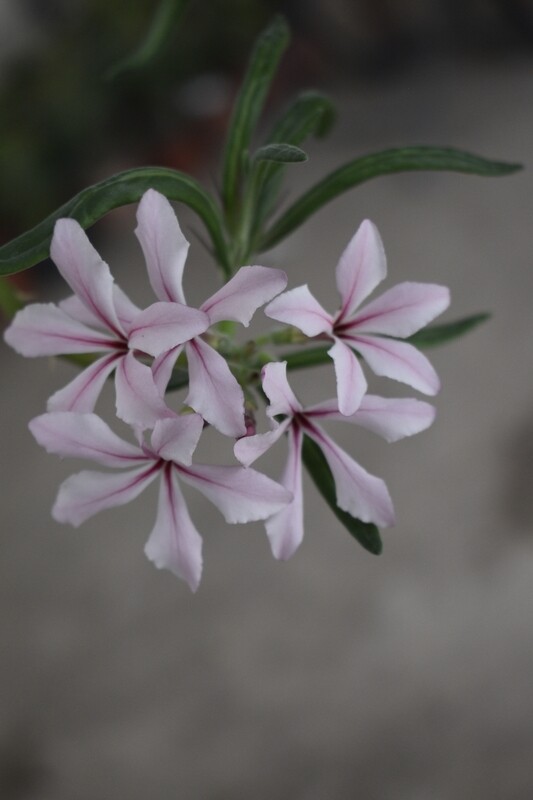 Pachypodium succulentum