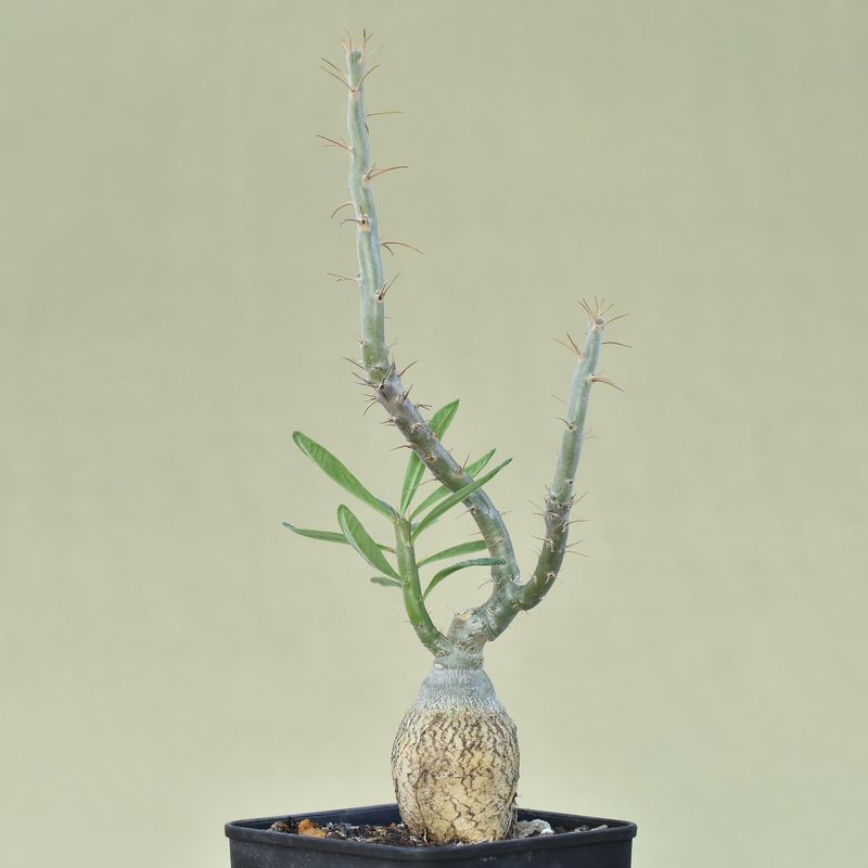 Pachypodium succulentum