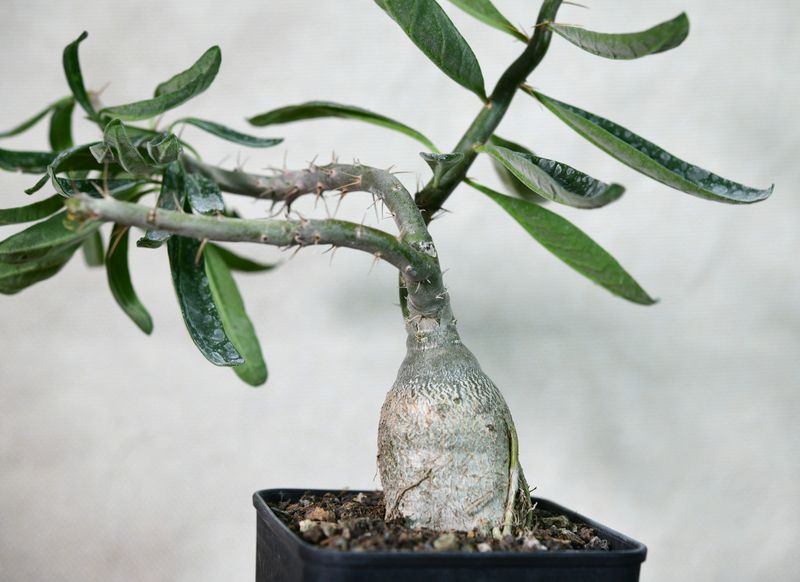 Pachypodium succulentum caudex and branching structure