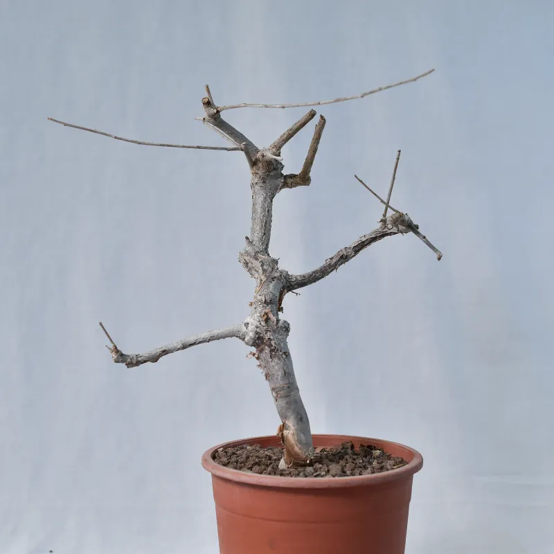 Commiphora orbicularis