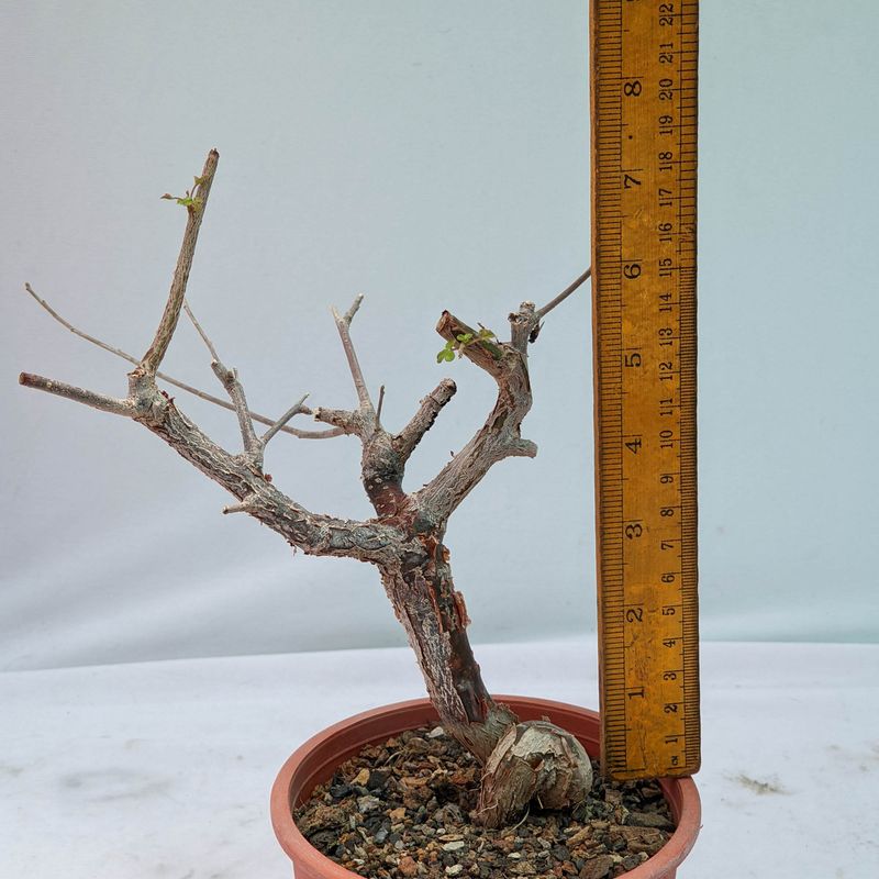 Commiphora orbicularis