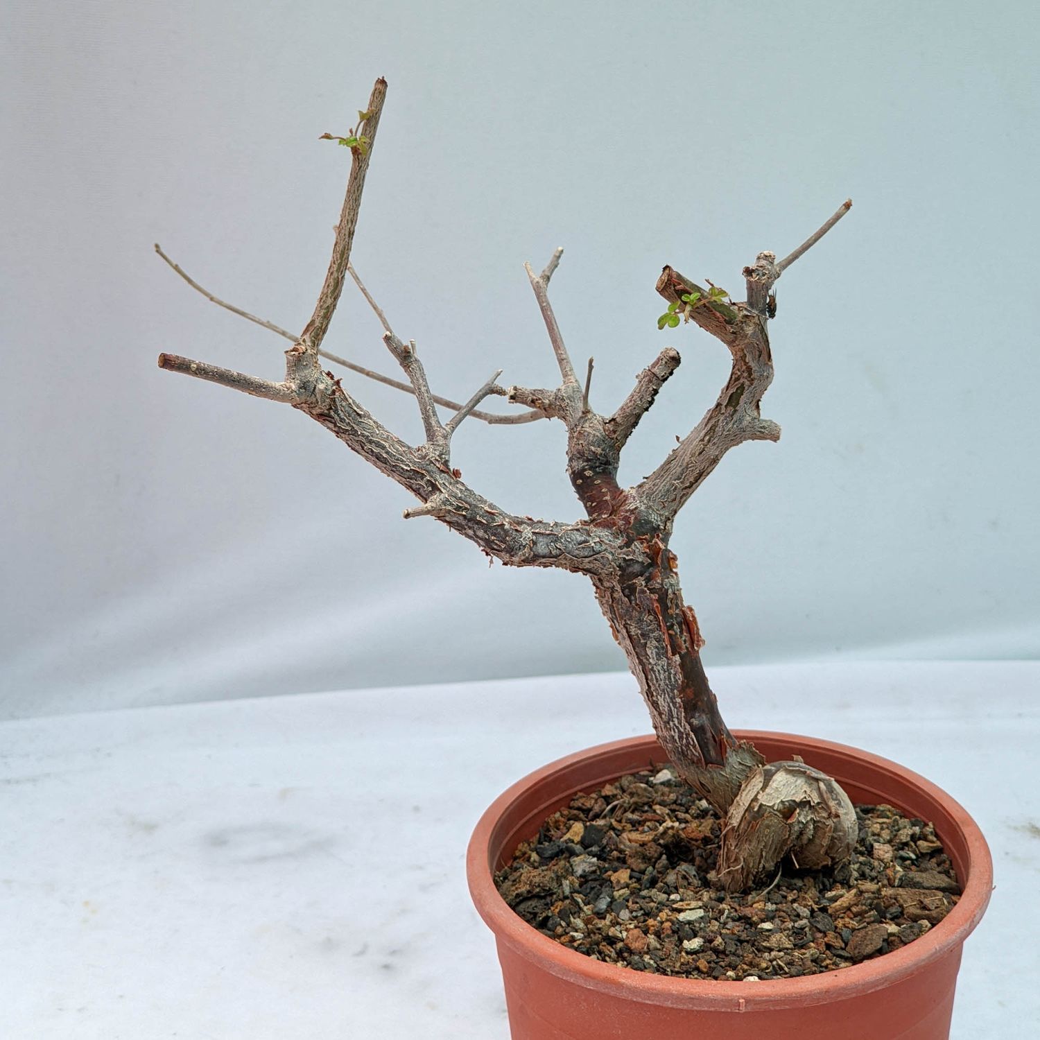 Commiphora orbicularis