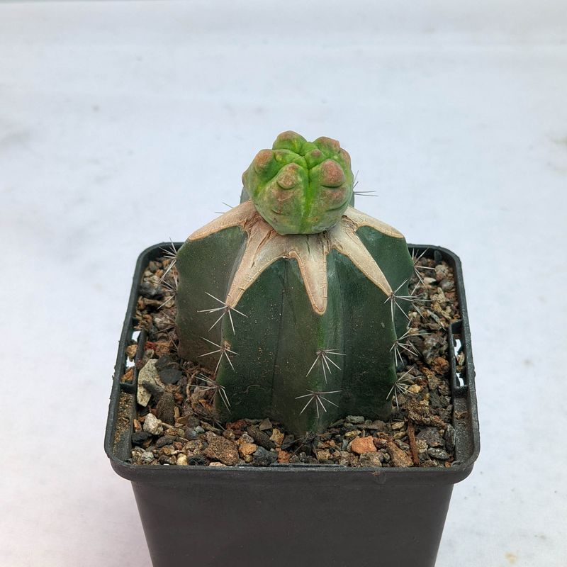 Astrophytum Myriostigma Cv Kikko Ball Type Monstrose