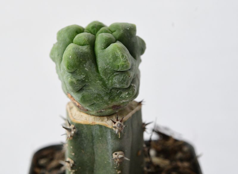 Astrophytum myriostigma Cv Kikko Ball Type Monstrose