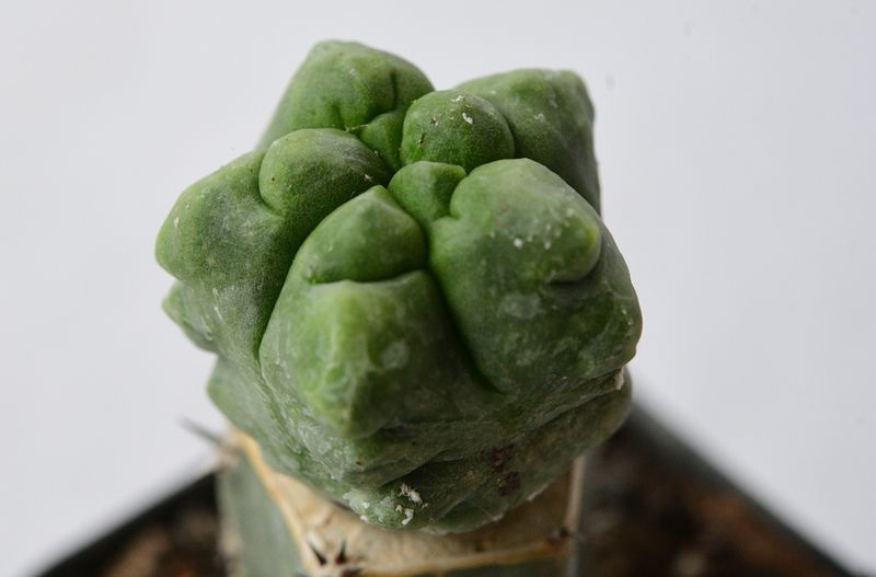 Astrophytum myriostigma Cv Kikko Ball Type Monstrose