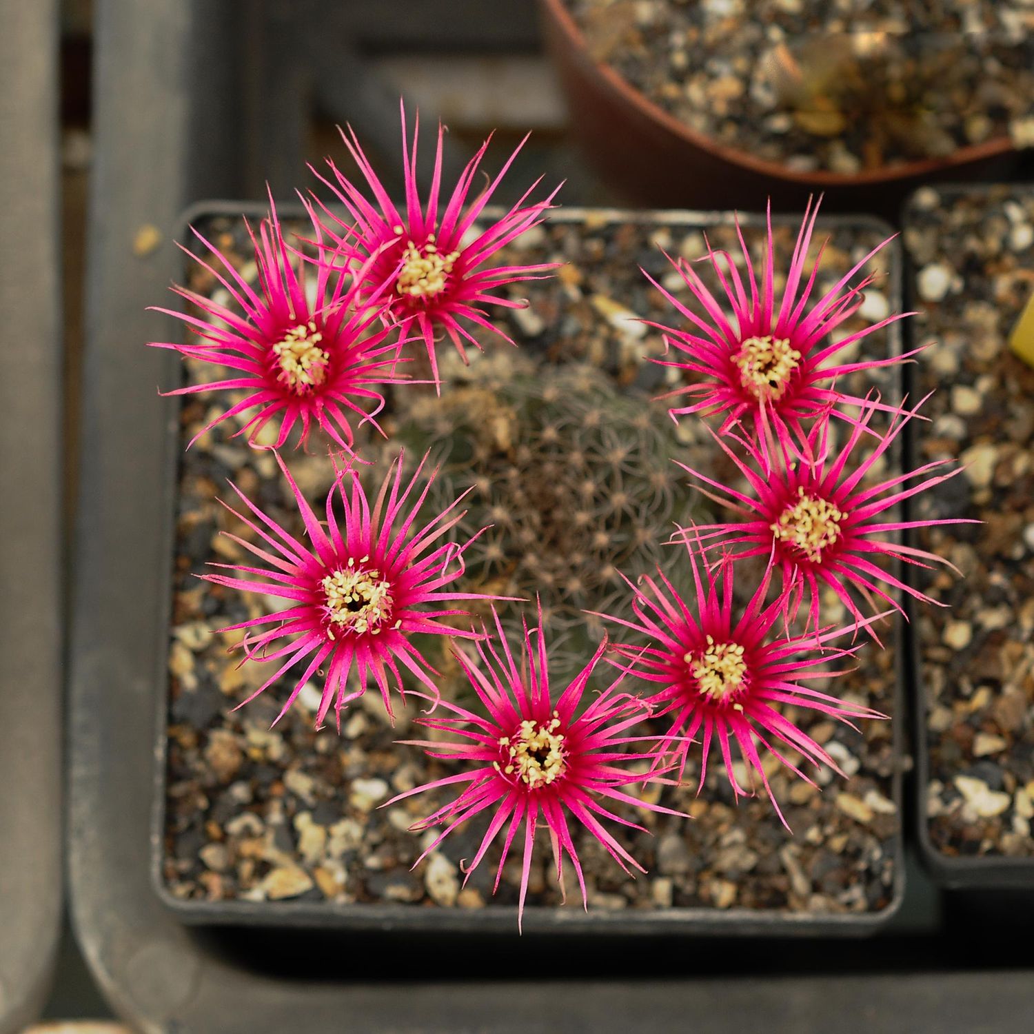 Lobivia hybrid Fire Cracker Magenta