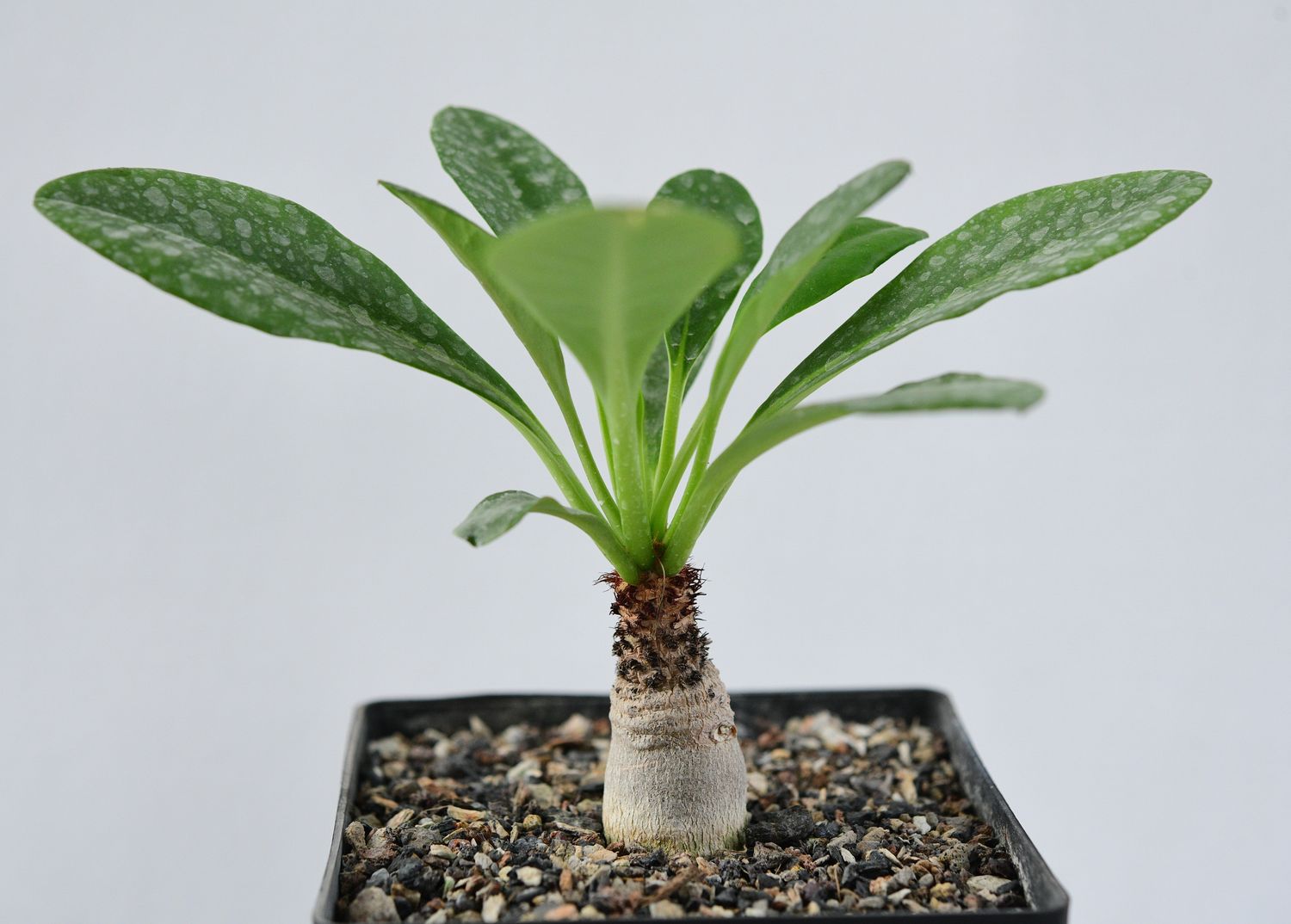 Euphorbia ramena front view